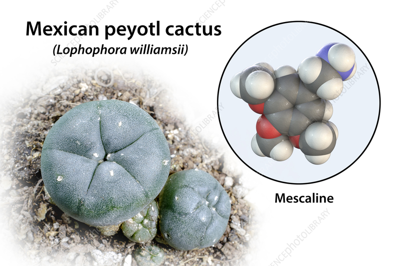 mescaline as conceived by ChatGPT