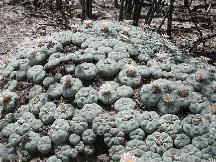 Lophophora Williamsii - peyote cacti