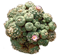 peyote cactus, source of mescaline